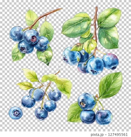 Blueberry cluster with green leaves painted in watercolor style with fresh natural look Blueberry cluster with green leaves painted in watercolor style with fresh natural look 127495561