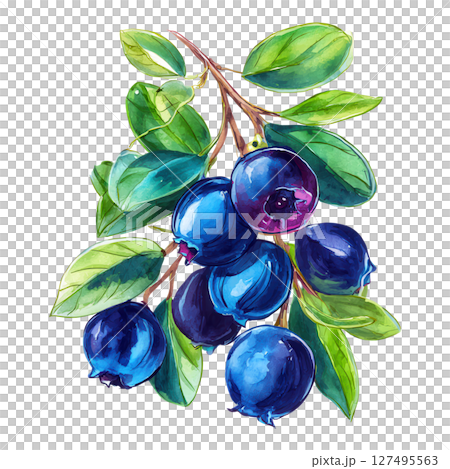 Blueberry cluster with green leaves, fresh ripe fruit illustration, vibrant and natural 127495563