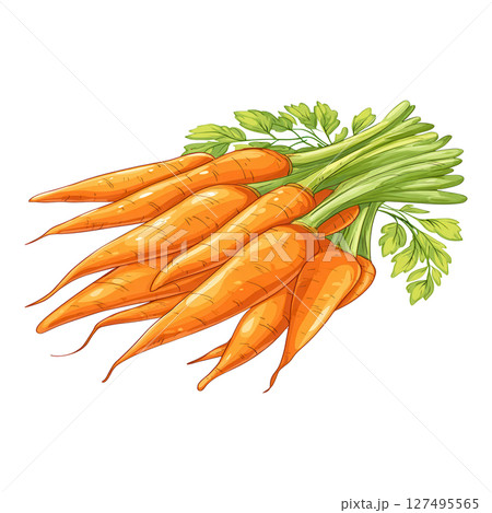 Fresh orange carrot bunch with green leaves, healthy vegetable rich in vitamin and fiber 127495565