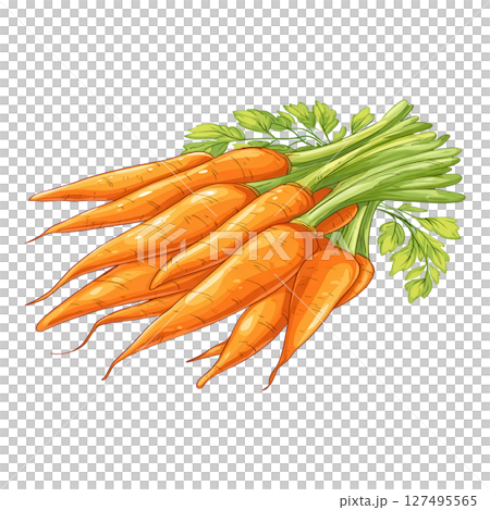 Fresh orange carrot bunch with green leaves, healthy vegetable rich in vitamin and fiber 127495565