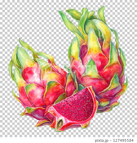 Dragon fruit watercolor painting with vibrant red and green colors showing fresh exotic fruit Dragon fruit watercolor painting with vibrant red and green colors showing fresh exotic fruit 127495584