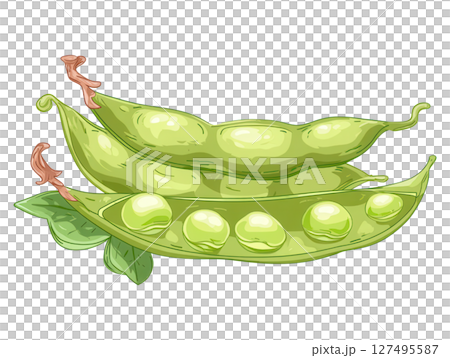 Green edamame pods with fresh beans and leaves, healthy plant protein food illustration 127495587