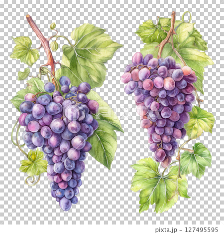Purple grape bunch with green leaves and vine, fresh fruit with natural colors 127495595