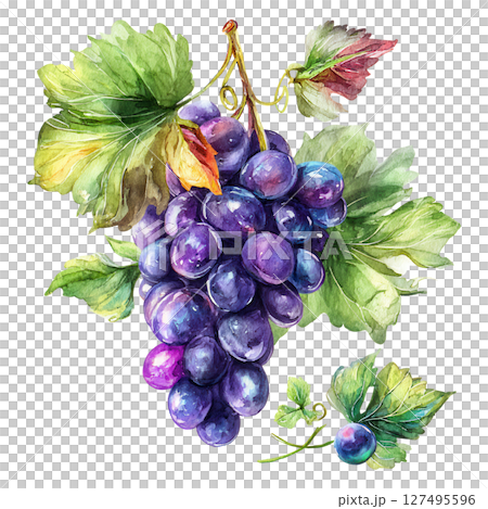 Purple grapes bunch with green leaves watercolor painting with natural colors 127495596