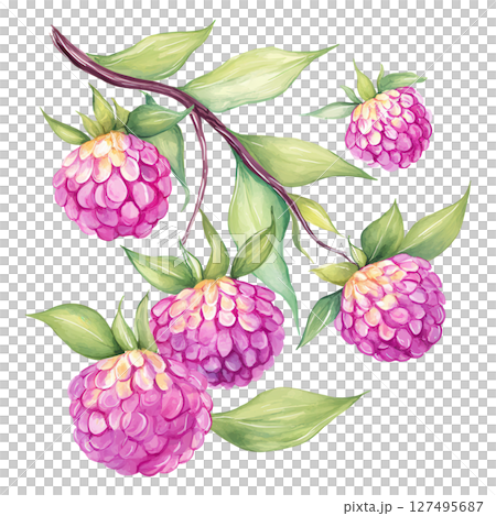 Raspberry cluster with green leaves and branch in watercolor style painting Raspberry cluster with green leaves and branch in watercolor style painting 127495687