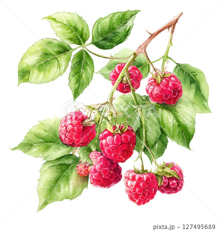 Ripe red raspberry cluster with green leaves in watercolor style painting 127495689