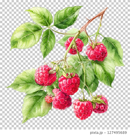 Ripe red raspberry cluster with green leaves in watercolor style painting 127495689