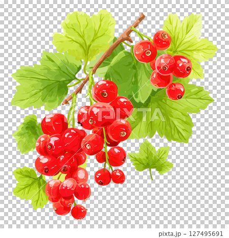 Red currant cluster with green leaves, fresh and vibrant fruit on branch Red currant cluster with green leaves, fresh and vibrant fruit on branch 127495691