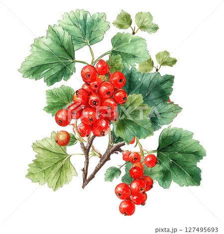 Red currant cluster with green leaves in watercolor style, fresh and vibrant fruit illustration 127495693