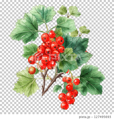 Red currant cluster with green leaves in watercolor style, fresh and vibrant fruit illustration 127495693