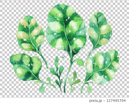 Green watercolor spinach leaves with fresh natural texture and organic style 127495704
