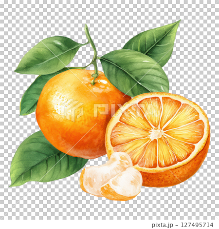 Orange fruit with green leaves and juicy segments in watercolor style illustration 127495714