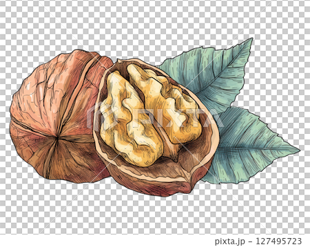 Detailed illustration of walnut with shell and leaves showing natural texture and color 127495723