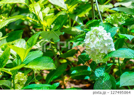 青い紫陽花 127495864