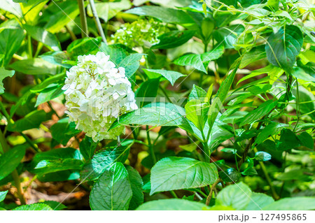 青い紫陽花 127495865