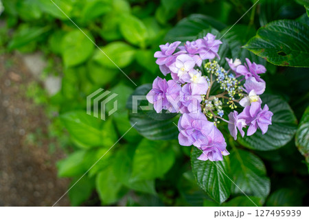 紫色の花を咲かすアジサイのクローズアップ 紫色の花を咲かすアジサイのクローズアップ 127495939