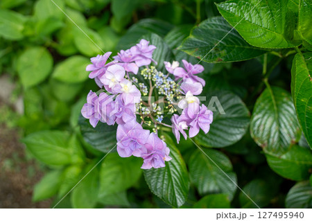 梅雨の晴れ間に咲く紫陽花 梅雨の晴れ間に咲く紫陽花 127495940
