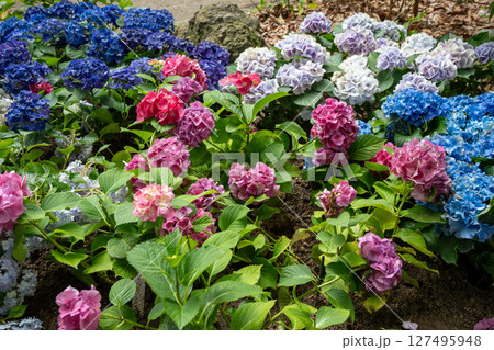 カラフルな紫陽花 127495948