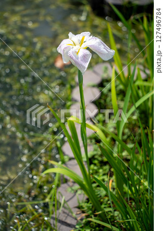 水辺に咲く一輪の花菖蒲 127496784