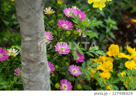 カラフルに咲く、庭のマーガレット 127496829