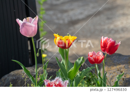 庭に咲いた春のチューリップ 127496830