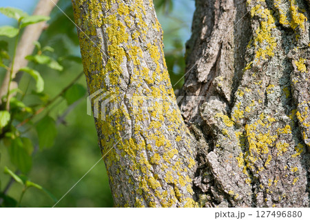 Xanthoria parietina lichen on a tree branch Xanthoria parietina lichen on a tree branch 127496880