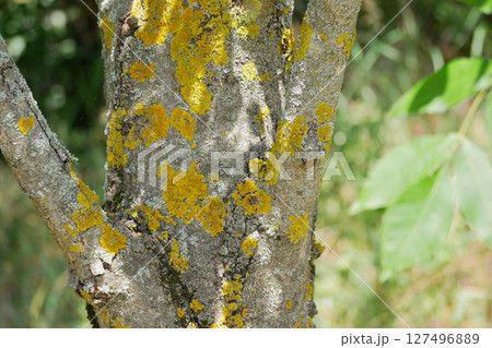 Xanthoria parietina lichen on a tree trunk 127496889