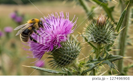 bee on a flower of a bee 127496908