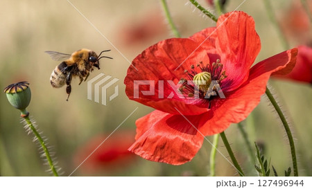 bee on a flower 127496944