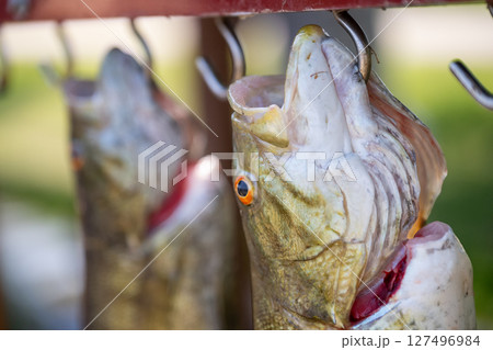 Selective focus on the head of a Smallmouth bass strung up on a display board 127496984