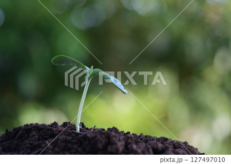 Small sprout plant macro closeup Small sprout plant macro closeup 127497010