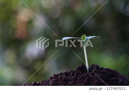 Growing plant with water droplets 127497011