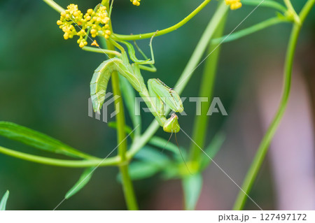 葉上で佇むカマキリのクローズアップ 127497172
