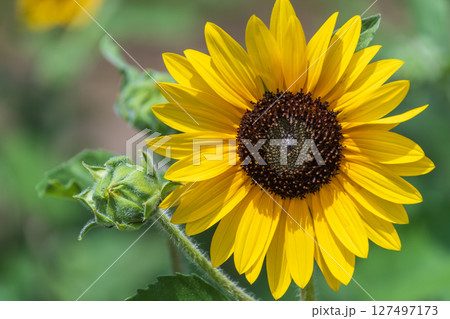 夏の日差しを浴びる鮮やかな向日葵 127497173