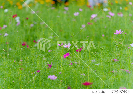 緑の中に揺れるピンクと白のコスモス 127497409