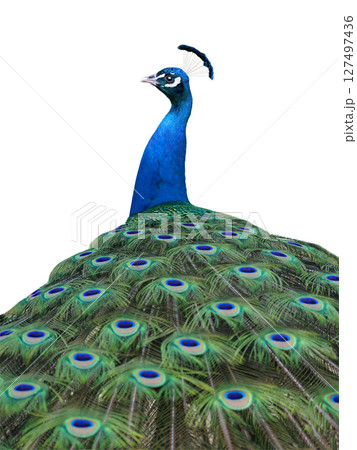 peacock isolated on white background 127497436