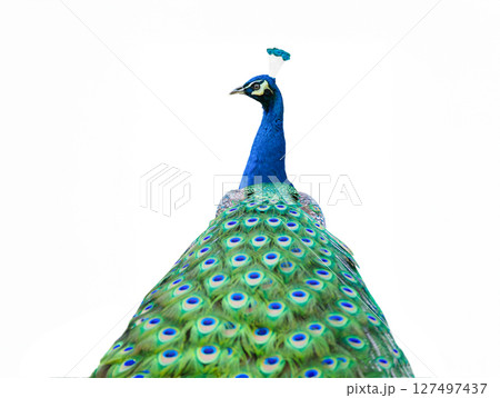 peacock isolated on white background 127497437