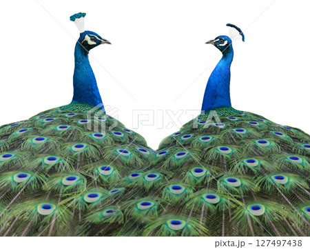 two peacock isolated on white background 127497438