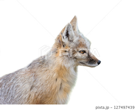 corsac fox sitting isolated on white 127497439