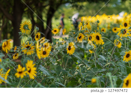 初夏の日差しに咲くヒマワリたち 127497472