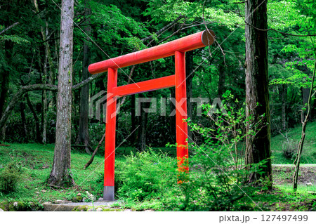 公時神社の境内に立つ美しい赤い鳥居　神奈川県箱根町 127497499