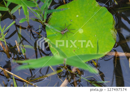 蓮の葉にとまる水辺のクモ 127497574