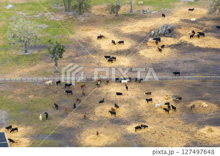 Large stockyard with meat cows. Feeding of cattle on farm feedlot in countryside area Large stockyard with meat cows. Feeding of cattle on farm feedlot in countryside area 127497648