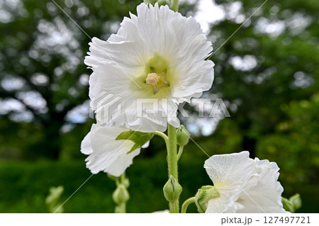 タチアオイ タチアオイ 127497721