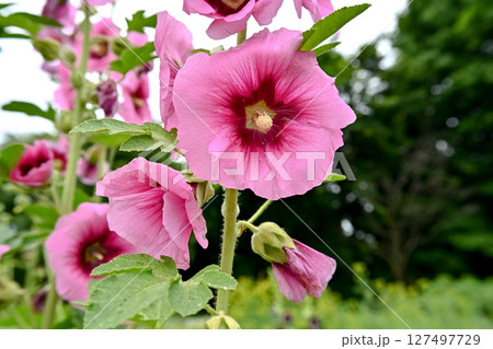 タチアオイ タチアオイ 127497729