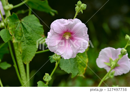 タチアオイ タチアオイ 127497738
