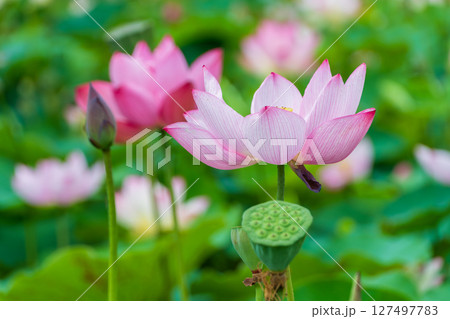 優雅に咲く夏の蓮の花 優雅に咲く夏の蓮の花 127497783