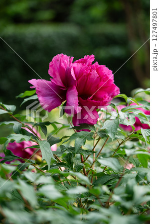 Closeup of blooming shrub of Paeonia suffruticosa with pink flowers in summer garden Closeup of blooming shrub of Paeonia suffruticosa with pink flowers in summer garden 127497801