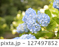 青い紫陽花 127497852