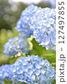 青い紫陽花 127497855